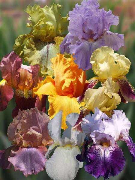 Irises: IRIS COMBO 24 VALUE Pack = 24 Plants(8 Different var -3 each) R490.00 = only R20.42 p plant!