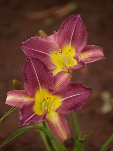 Daylily Plants: 'BLUE SHEEN' - *PLANT NOW!* for COLOUR in summer. Strong rebloomer!
