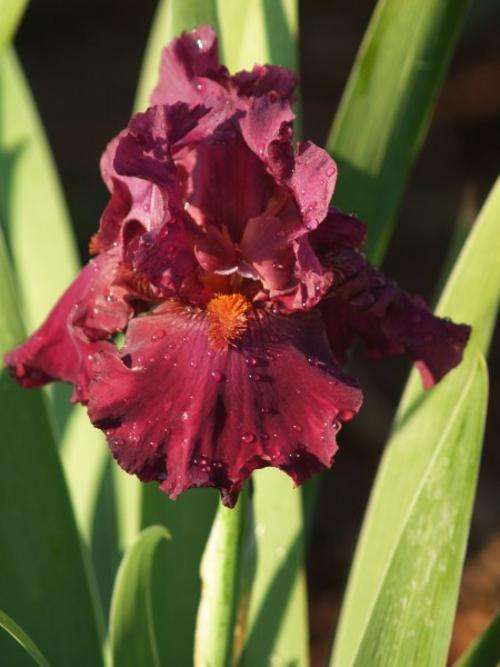 Iris Plants: PURPLE RAIN - Rich Mulberry with striking, contrasting tangerine beard