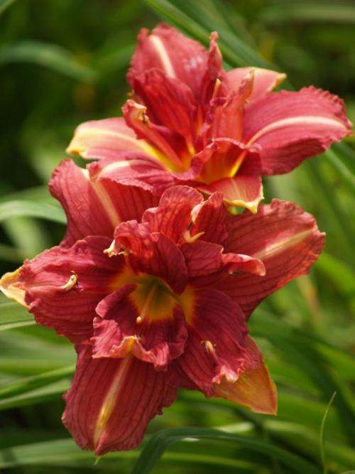 Daylily Plants: DOUBLE MULBERRY ROSE - Double layered mulberry  pink flowers **1 ONLY!**