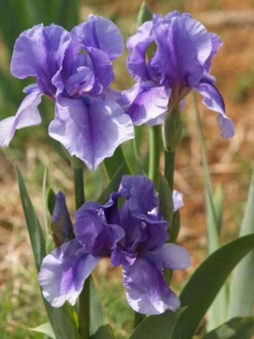 Iris Plants: `ON LINE`  - Light blue flowers, with deep blue central streak on falls