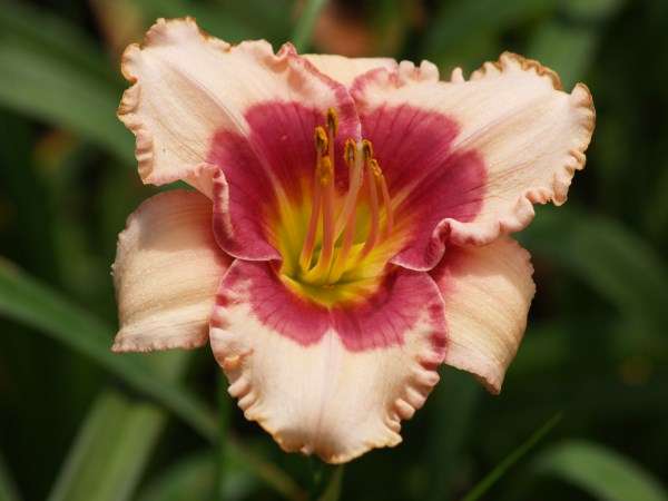 Daylily Plants: LITTLE RED DRAGON - Ruffled pink with strawberry red eyezone *LIMITED!*