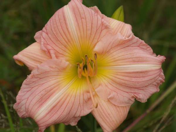 Daylily Plants:  'TANI' - **HUGE!** Soft crisp pink, broadleaved - **LIMITED STOCK!**