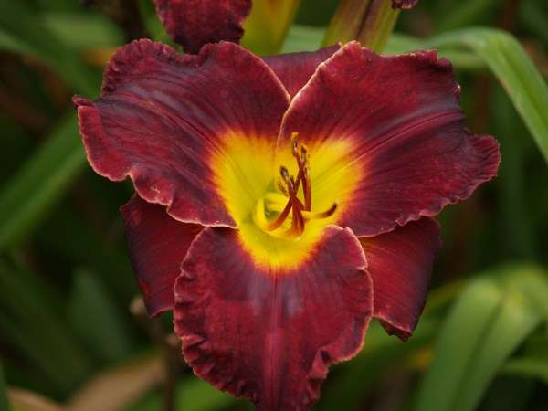 Daylily Plants: 'MPL 26' - BIG, near black flowers turning maroon, exellent substance & budcount!
