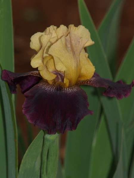 Iris Plants: VIGILANTE - FOR THE CONNOISSEUR! -  Buff & deep velvet purple