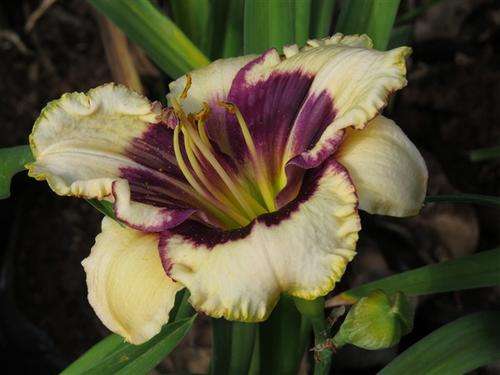 Daylily Plants:  'BLACKTHORNE' - Soft pearl, prominent plum eye zone & edge