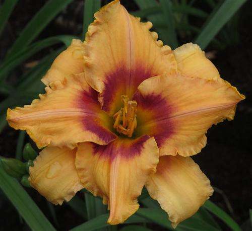 Daylily Plants: Variety: ALBERTA (mpl 115) - Ruffled, soft apricot with rouge band *PROLIFIC!*