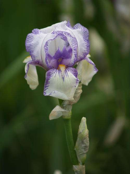Iris Plants: 'DINKY JOEP' (miniature variety) - petite, white flowers with violet blue edging