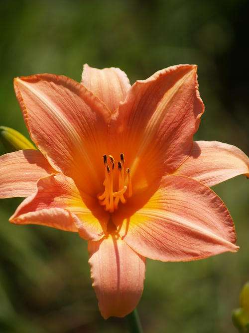 Daylily Plants: 'DANCER' - intense  peach with rich golden yellow throat, strong rebloomer!