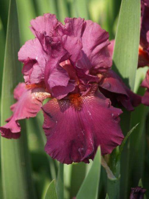 Iris Plants: PURPLE RAIN - Rich Mulberry with striking, contrasting orange beard