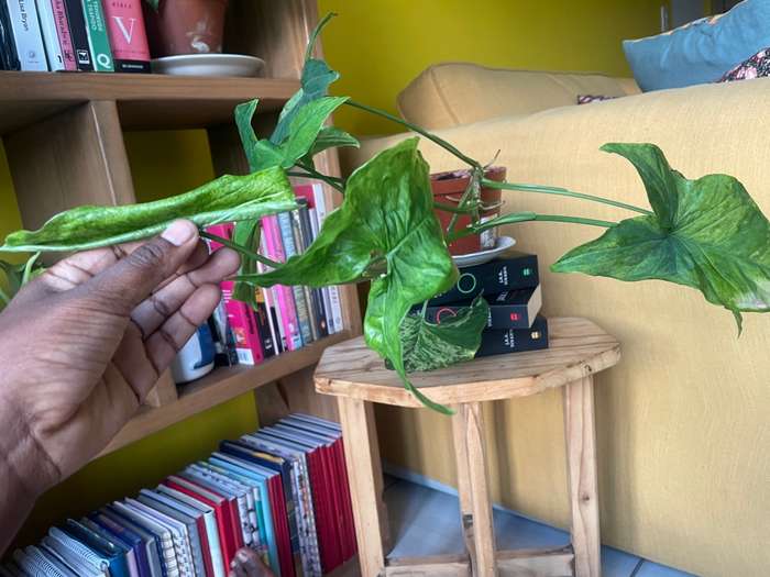 Mottled Syngonium (aka Mojito Syngonium) 2
