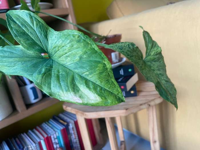 Mottled Syngonium (aka Mojito Syngonium) 2