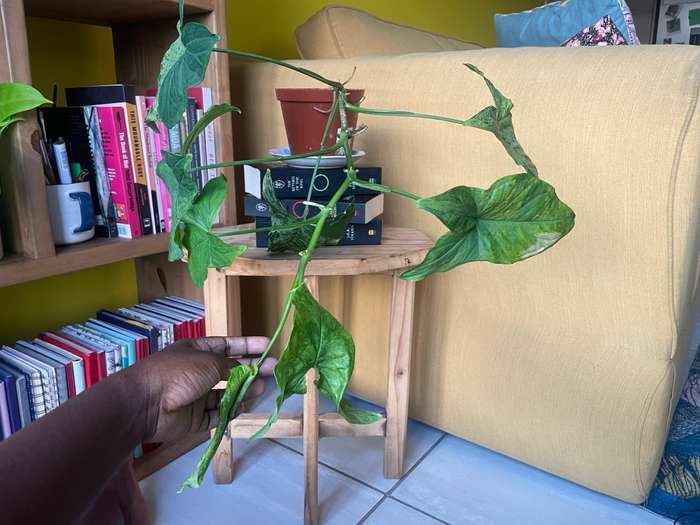 Mottled Syngonium (aka Mojito Syngonium) 2