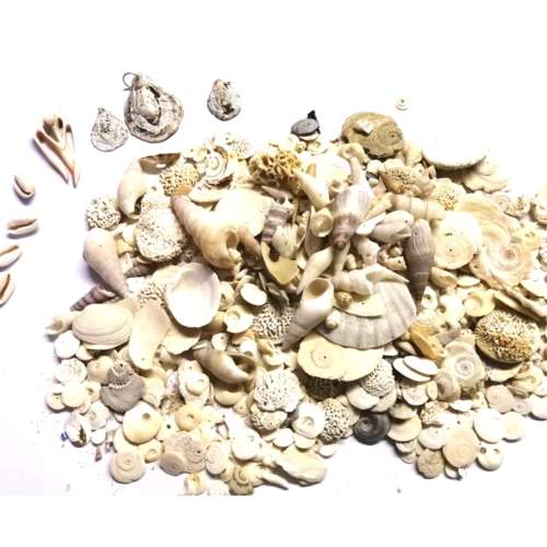 Bulk sale shells - some ready drilled - for crafting