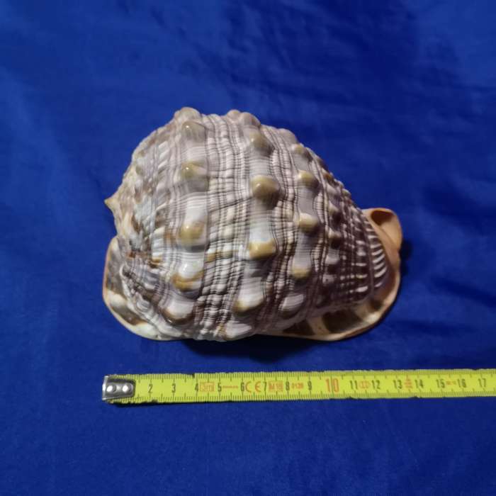 LARGE BULLMOUTH HELMET SEA SHELL