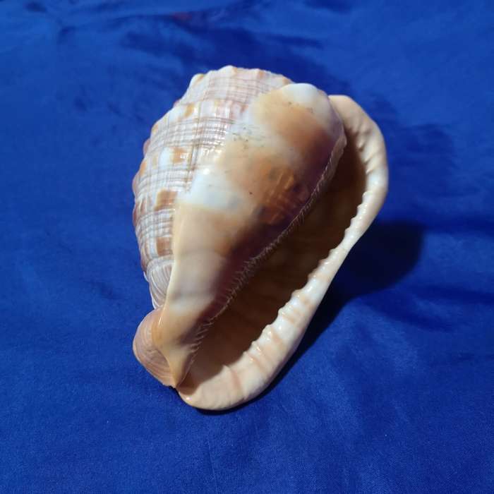 LARGE BULLMOUTH HELMET SEA SHELL