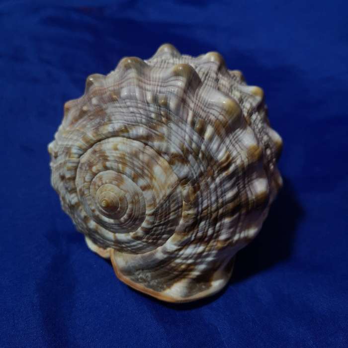 LARGE BULLMOUTH HELMET SEA SHELL