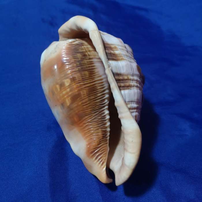 LARGE BULLMOUTH HELMET SEA SHELL