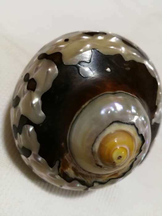 Natural African Turban Sea Shell Coral Conch Snail Home Fish Tank