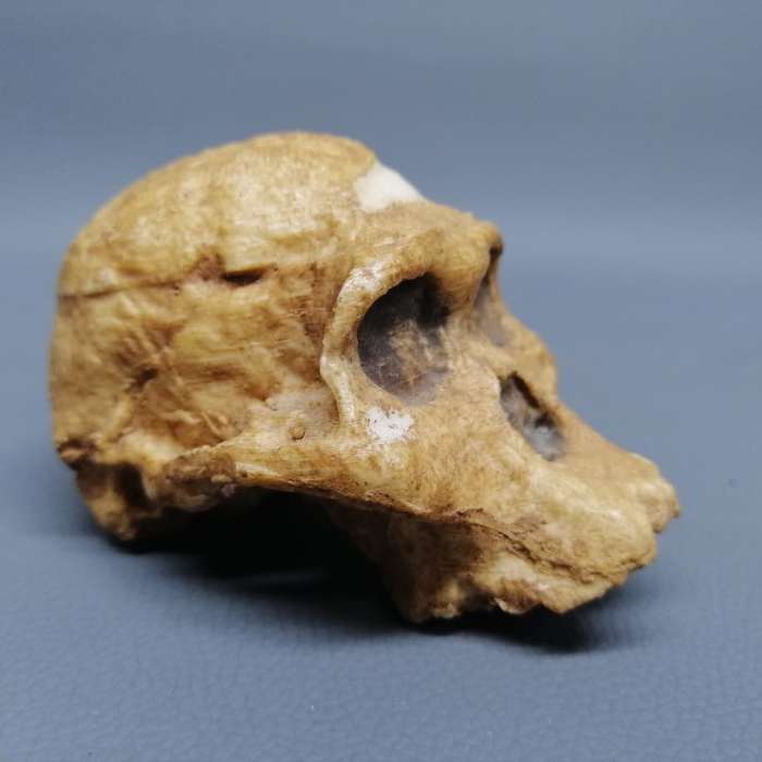 Detailed Cast Human Fossil Skull Paperweight!!!