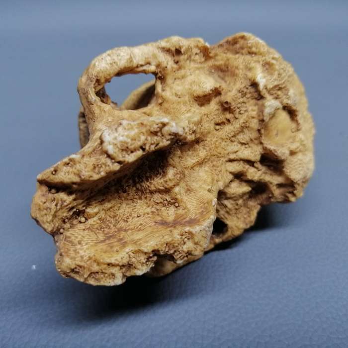 Detailed Cast Human Fossil Skull Paperweight!!!