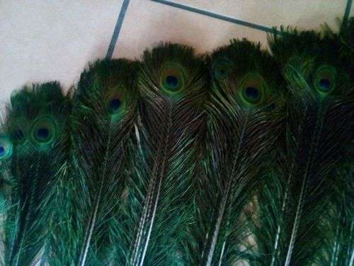 Peacock Feathers R13