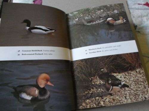 THE HANDBOOK OF FOREIGN BIRDS VOL 2 - A RUTGERS