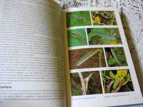 BUTTERFLIES - PAUL WHALLEY - HAMLYN NATURE GUIDES