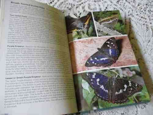 BUTTERFLIES - PAUL WHALLEY - HAMLYN NATURE GUIDES