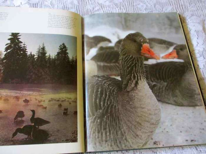 THE YEAR OF THE GREYLAG GOOSE - KONRAD LORENZ
