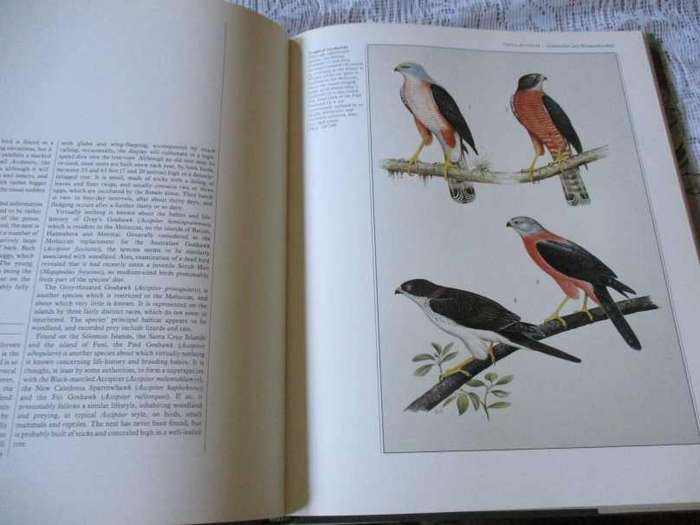 BIRDS OF PREY OF THE WORLD - PHILIP BURTON, ILLUSTRATED BY TREVOR BOYER