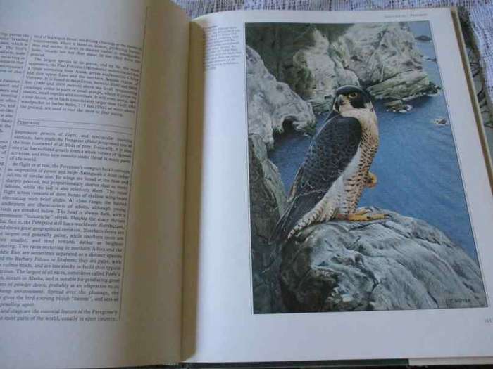 BIRDS OF PREY OF THE WORLD - PHILIP BURTON, ILLUSTRATED BY TREVOR BOYER