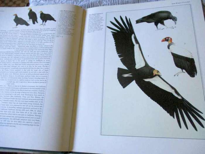BIRDS OF PREY OF THE WORLD - PHILIP BURTON, ILLUSTRATED BY TREVOR BOYER