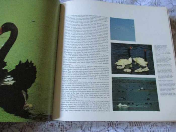 WATERFOWL, DUCKS, GEESE & SWANS OF THE WORLD - FRANK S TODD