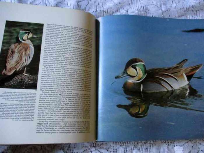 WATERFOWL, DUCKS, GEESE & SWANS OF THE WORLD - FRANK S TODD