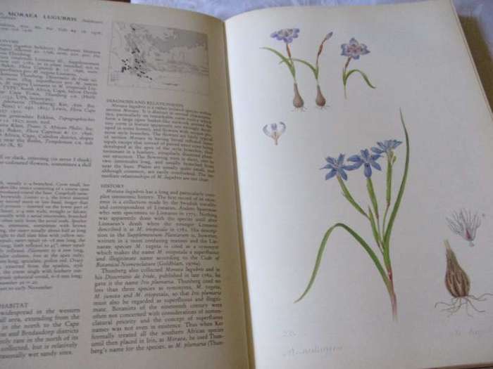 THE MORAEAS OF SOUTHERN AFRICA - PETER GOLDBLATT WITH WATERCOLOUR BY FAY ANDERSON - SIGNED
