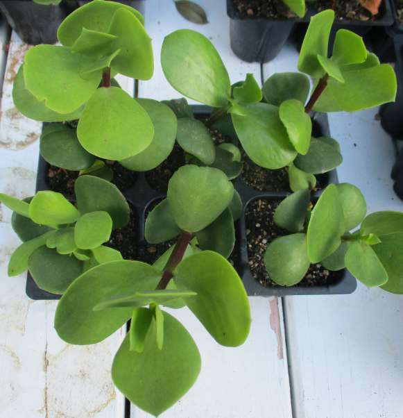 SPEKBOOM - LARGE LEAF : TRAY WITH SIX ROOTED PLANTS   ( succulent plants )