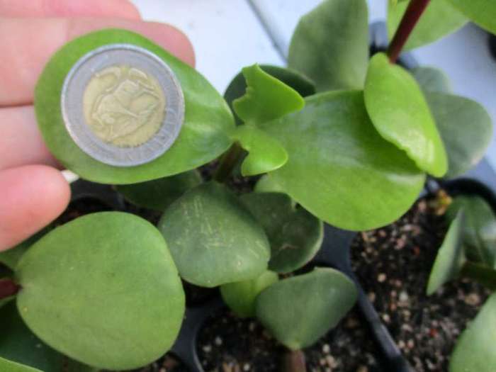 SPEKBOOM - LARGE LEAF : TRAY WITH SIX ROOTED PLANTS   ( succulent plants )