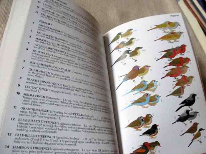 BIRDS OF SOUTHERN AFRICA - COLLINS ILLUSTRATED CHECKLIST