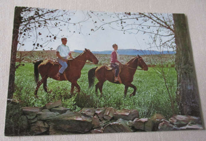 MELTON WOLD GUEST FARM, VICTORIA WEST  - POST CARD ( vintage south african post card )