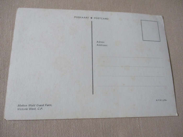 MELTON WOLD GUEST FARM, VICTORIA WEST  - POST CARD ( vintage south african post card )