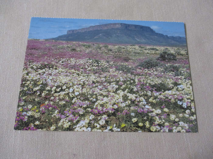 FLOWERING KNERSVLAKTE WITH MATSIKAMA   - POST CARD