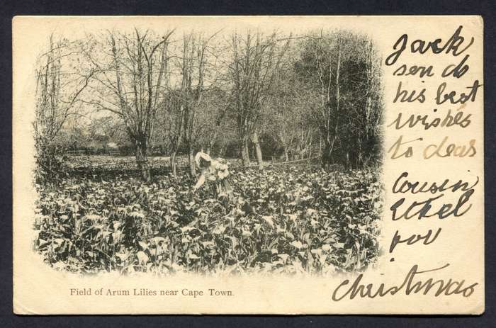 Post Card