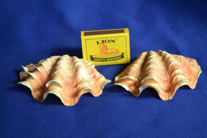 Double Squamosa Rare Shell Pink / Orange