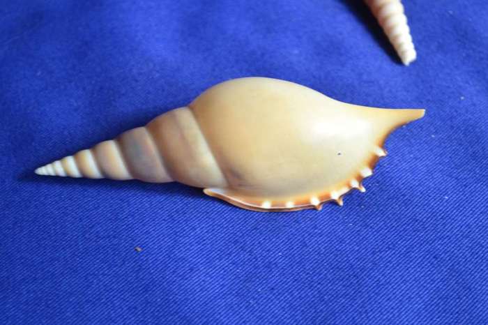 Tibia Fusus and Tibia Martini Shells x 4