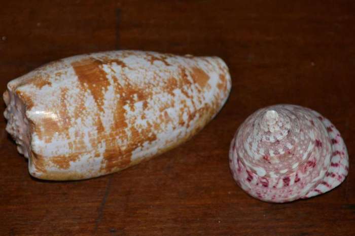 Natural Sea Shells, Olive Shell and  Cone Sprial Slit Shell