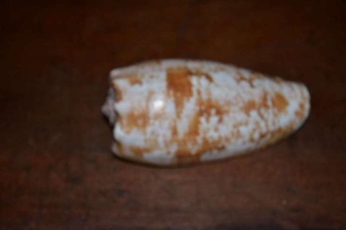 Natural Sea Shells, Olive Shell and  Cone Sprial Slit Shell