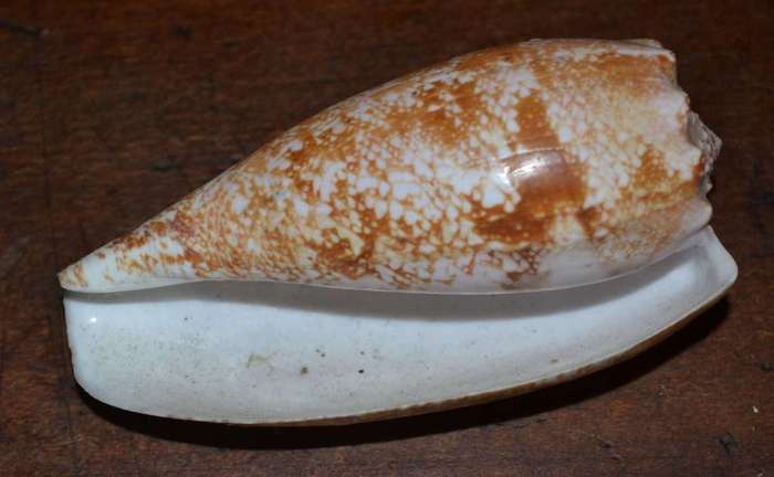 Natural Sea Shells, Olive Shell and  Cone Sprial Slit Shell