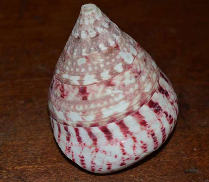 Natural Sea Shells, Olive Shell and  Cone Sprial Slit Shell