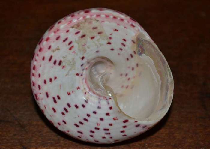 Natural Sea Shells, Olive Shell and  Cone Sprial Slit Shell